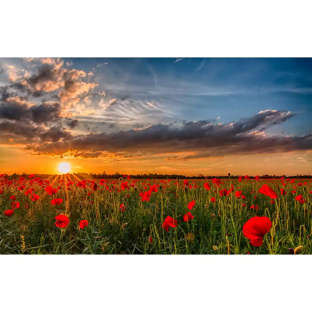 Nature خرید قاب عکس منظره زیبا