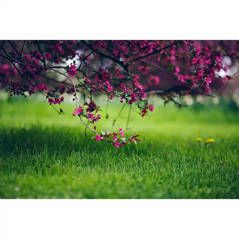 Nature خرید قاب عکس بهار